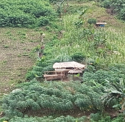 File:Sabuwa.jpg