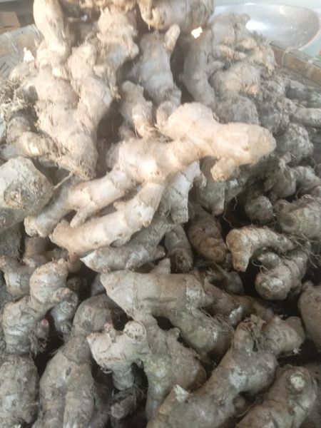 File:Jahe, goraka, melito.jpg