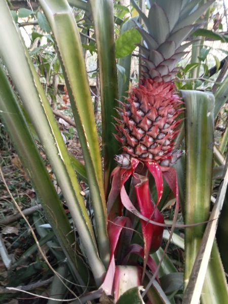 File:Nenas, nanati.jpg