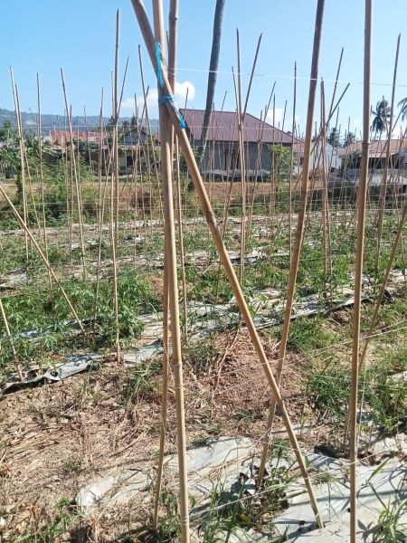File:Bambu hulapa.jpg