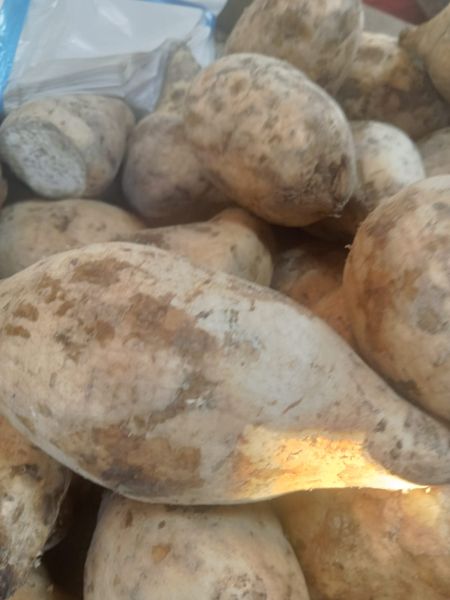 File:Batata putih, atetela puti o.jpg